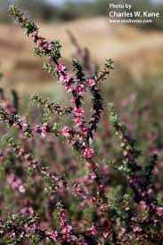 Image result for Salsola