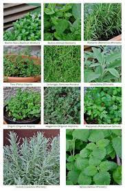 Erbe Aromatiche Herbs Giardino Di Erbe Aromatiche Piante Da Giardino Erbe