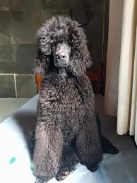 Pin By Randi Tarillion On Standard Poodles Poodle Dog Love I Love Dogs