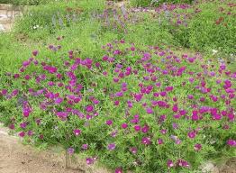 Best perennial flowers for full sun. Best Full Sun Perennials For Kansas City High Prairie Landscape Group