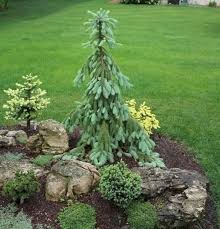 Often acting as a focal point, there are a variety of pendulous trees to choose from, each unique in its own way. 220 Weeping Evergreens Ideas Evergreen Garden Conifers Garden Garden Trees