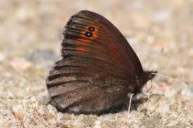 Image result for Rhamphicarpa brevipedicellata