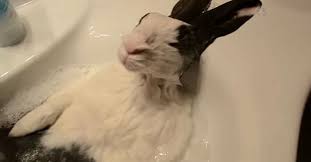 sink bath