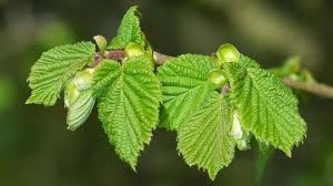 Do the hazelnuts grow in your part of the world? Hazel Corylus Avellana British Trees Woodland Trust