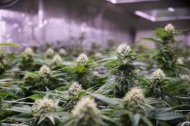 North American Cannabis Holdings Inc Otcmkts Usmj Spin