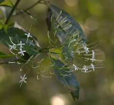 Image result for Pavetta sp. F