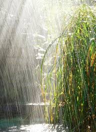 Summer Shower Summer Rain Rain Photography Love Rain