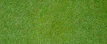 All You Need To Know About Bermudagrass Header Grass Textures Bermuda Grass Grass Pattern