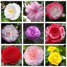 Camellia Flowers Types Flowers Beautiful Flowers Rose
