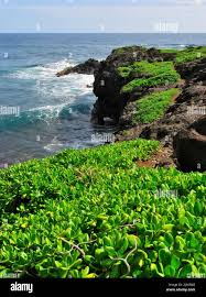 Image result for Kuloa