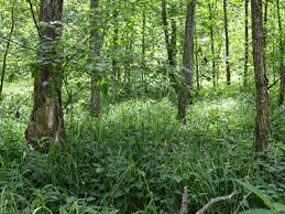 Image result for Vandenboschia gigantea