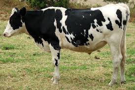 Animal Cow Side Full Cow Side On Shot Showing Full Cow Body Aff Side Full Animal Cow Showing Ad In 2020 Cow Animals Cow Painting
