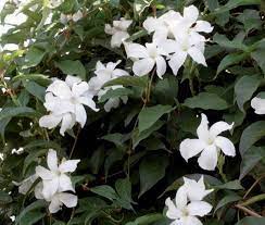 Mandevilla Laxa Lambley Nursery Ornamental Plants Garden Vines Plants
