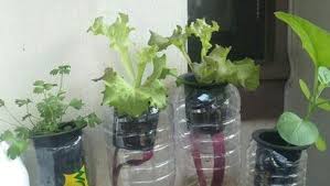 Salah satu sayuran yang dapat ditanam dengan cara hidroponik yaitu kangkung. Modal Rp150 Ribu Barang Bekas Bunda Bisa Berkebun Hidroponik Kala Pandemi