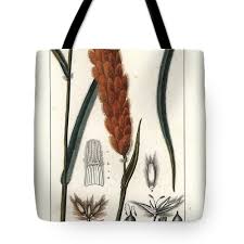 Image result for Eriochrysis