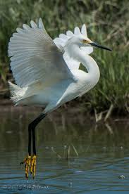 Photo Taken By Bob Menak Long Island Ny Love The Beauty Whats Giveng Reigers En Vogels