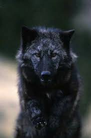 Black And Grey Wolf Pokemon Pokemon Image By Mariel Sainz Wolf Love Beautiful Wolves Black Wolf