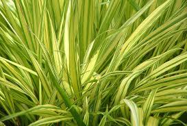 Surrounding your hakone grass with a succession of flowers and foliage plants will reinforce the. Hakonechloa Macra Aureola Hakone Grass