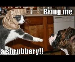 25 Funny Cat Memes To Make You Laugh Cattime Funny Cat Memes Funny Cats And Dogs Funny Animal Pictures