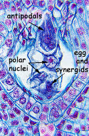 Development Of Monosporic Embryo Sac. - Female Reproductive Part - Gynoecium
