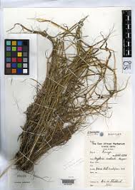 Image result for Digitaria appropinquata
