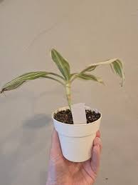 Image result for Tradescantia zanonia