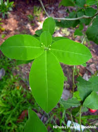 Image result for Rauvolfia mannii