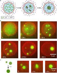 Check spelling or type a new query. Connecting Primitive Phase Separation To Biotechnology Synthetic Biology And Engineering Springerlink