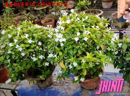 Image result for Barleria sp. D (near holubii)