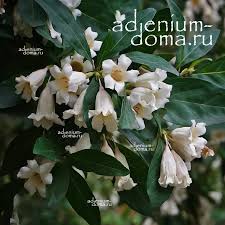 Image result for Rothmannia globosa