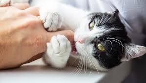 How to stop kitten from biting by giving them an object to bite just like human babies, kitten also needs teething, so giving them anything that is safe to bite is a good solution to make sure that their teeth don't hurt anyone or damage anything. Why Do Cats Bite How To Stop Your Cat Biting You Purina