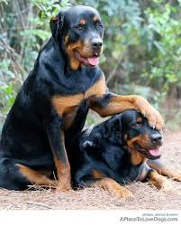 How big can they get? You Stay Here I Ll Go Dog Breeds Rottweiler Puppies Cute Dogs