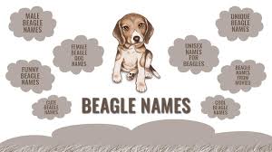 Great ideas for naming your puppy. Beagle Names 170 Cute And Unique Names For Your Beagle Puppy Petmoo