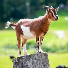 Jangan salah membuat kandang kambing domba nya. Kambing Definition And Synonyms Of Kambing In The Malay Dictionary