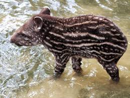 We did not find results for: Tapir Penghuni Hutan Dengan Batang Panjang Maklumat 2021