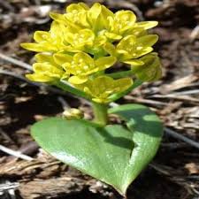 Image result for Eriospermum