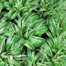 Image result for Chlorophytum krookianum