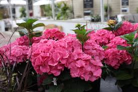 Pin On Garden Colour In August