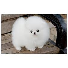 We did not find results for: Snow White Pomeranian Puppy Baby Animals Cute Animals Fluffy Animals