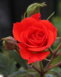 Rosy periwinkle) merupakan sebuah spesies pokok yang juga terdapat di madagascar. Jual Bunga Ros Mawar Kab Garut La Rose Tokopedia