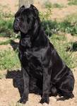 The Cane Corso Mastiff Breed - Mastiff Master ...