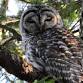 Winter Owls and Twilight Exploration - Joseph A Blake Wildlife Sanctuary, 31827 Middle Rd Event Image