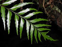 Image result for Asplenium cancellatum