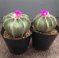 Houseplants like philodendrons, jade plants, christmas cacti, cyclamen, and african violets grow best with the use of coffee grounds. Raritet Redkie Sukkulenty Vk Redkie Sukkulenty Sukkulenty Sukkulenty V Sadu