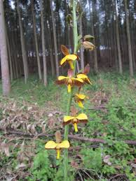 Image result for Eulophia streptopetala