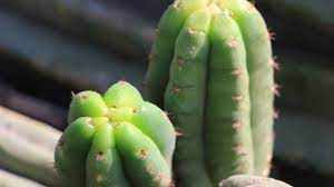The san pedro is a cactus with pillars with 4 to 9. Buy Dried Peruvian Torch Online Echinopsis Peruviana Shamandealer