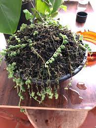 Check out our live indoor string of pearls selection for the very best in unique or custom, handmade pieces from our shops. My String Of Pearls Is Thinning Out Stays Indoor Receives Indirect Light All Day And We Spray Her With Water 1x A Week Little Water Tropical Climate H A L P Indoorgarden