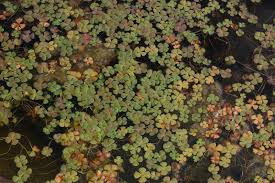 Image result for Marsilea villifolia
