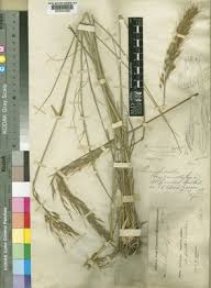 Image result for Loudetia simplex