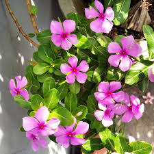 Free Images Vinca Flower Purple Nature Cape Periwinkle Graveyard Plant Rose Flowering Plant Petal Wood Sorrel Family Impatiens Busy Lizzie Groundcover Geranium Pink Family Perennial Plant 3016x3016 Ikahana 1616334